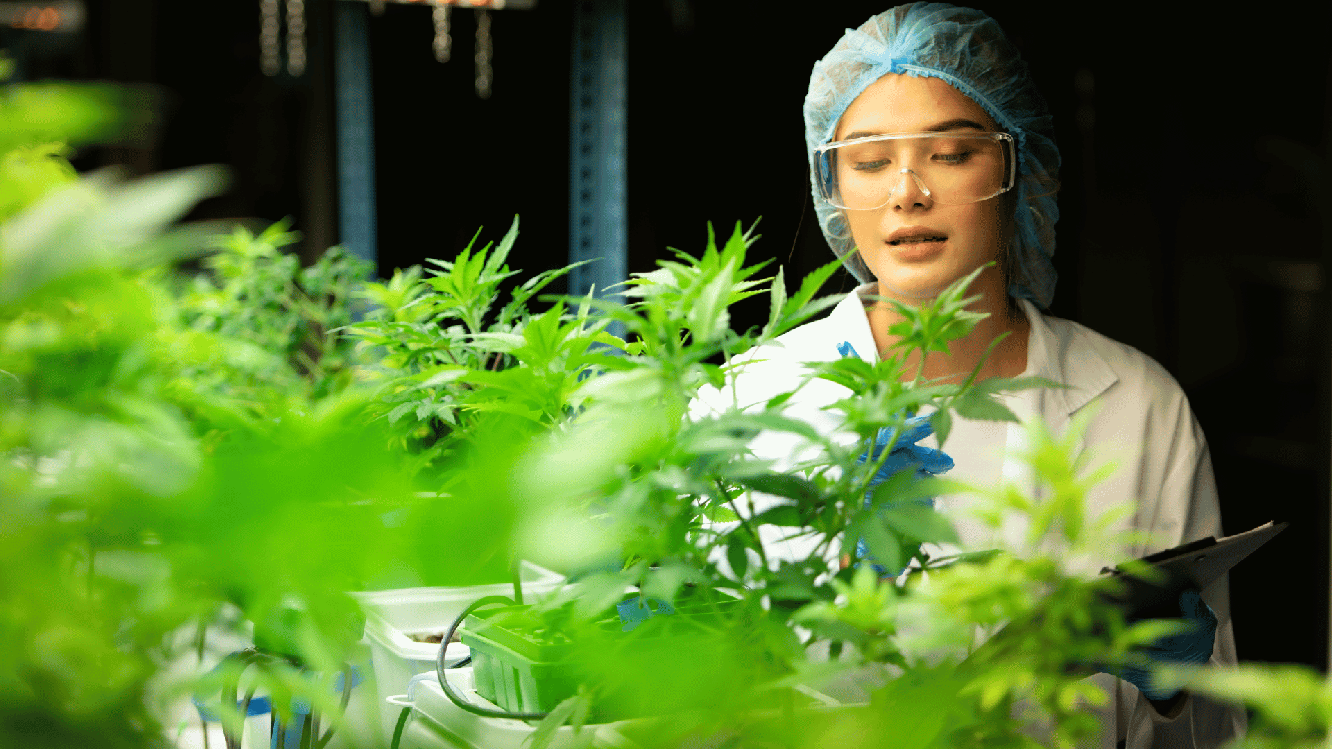 Presentation Standards Lesson Unit at Hemp Temps University