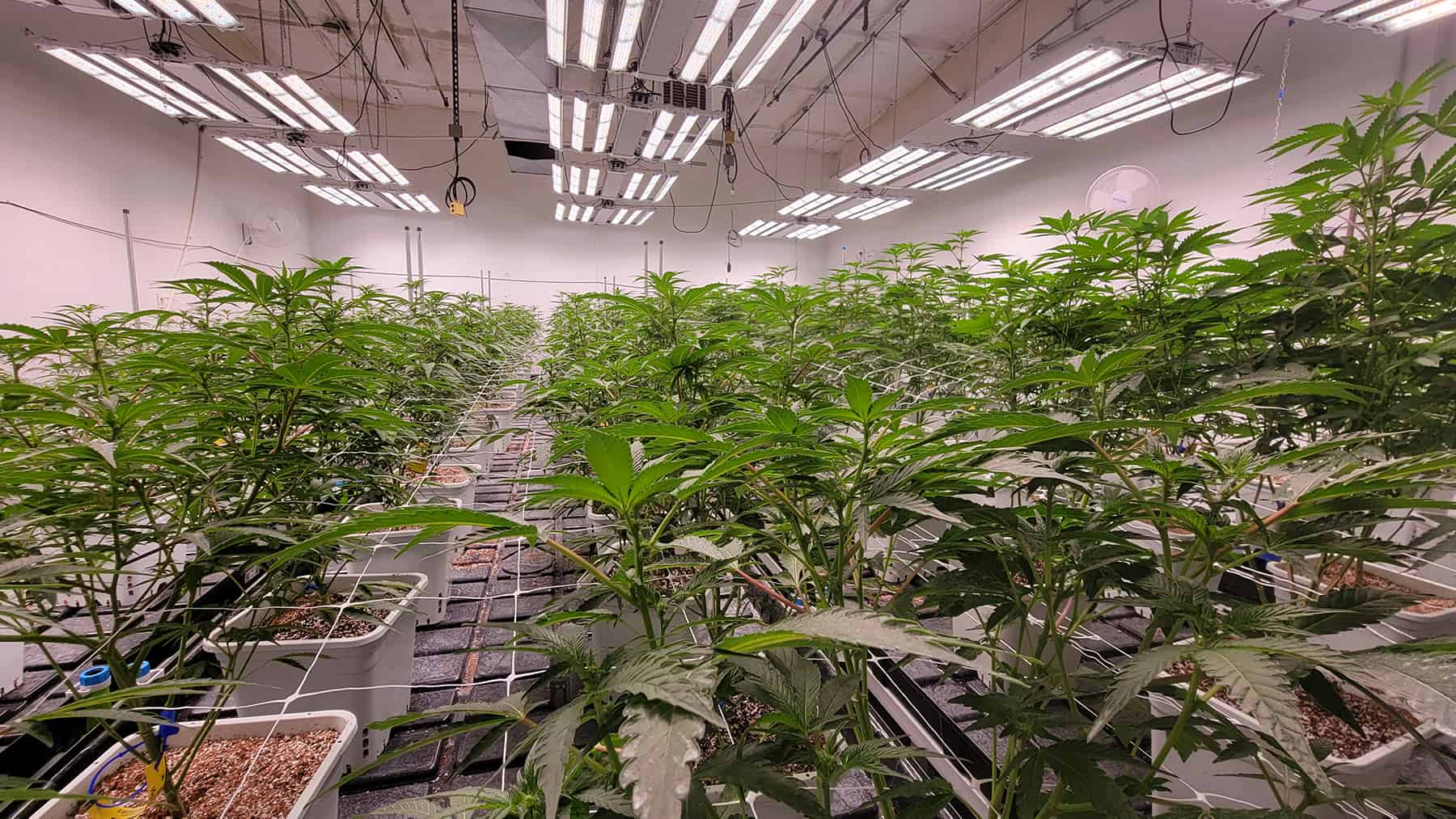 Starting a Cannabis Career in 2024, an easy choice!