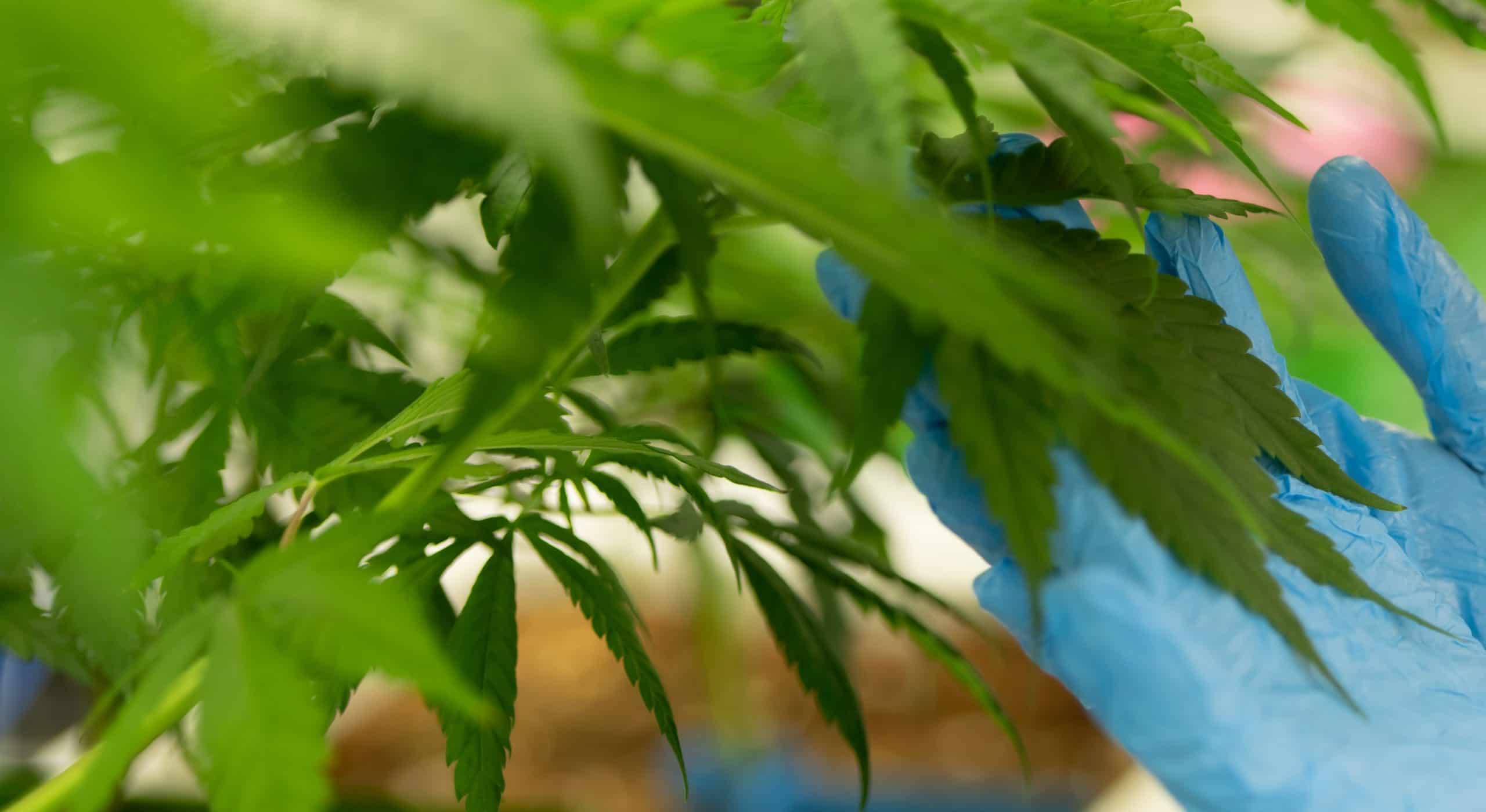 Emerging Demand for Temporary Workers in Cannabis, 2024