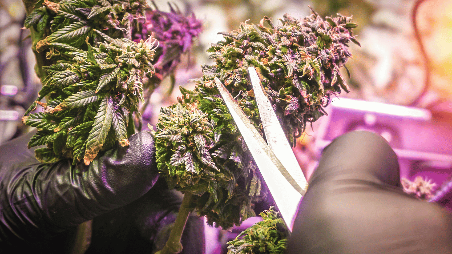 cannabis jobs with hemp temps - trimming